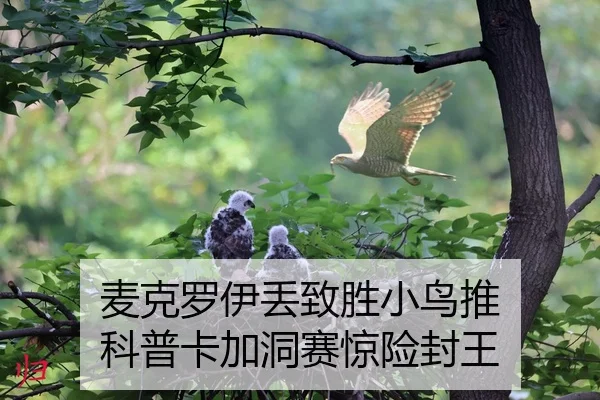 mai-ke-luo-yi-diu-zhi-sheng-xiao-niao-tui-ke-pu-ka-jia-dong-sai-jing-xian-feng-wang-2-635.jpg